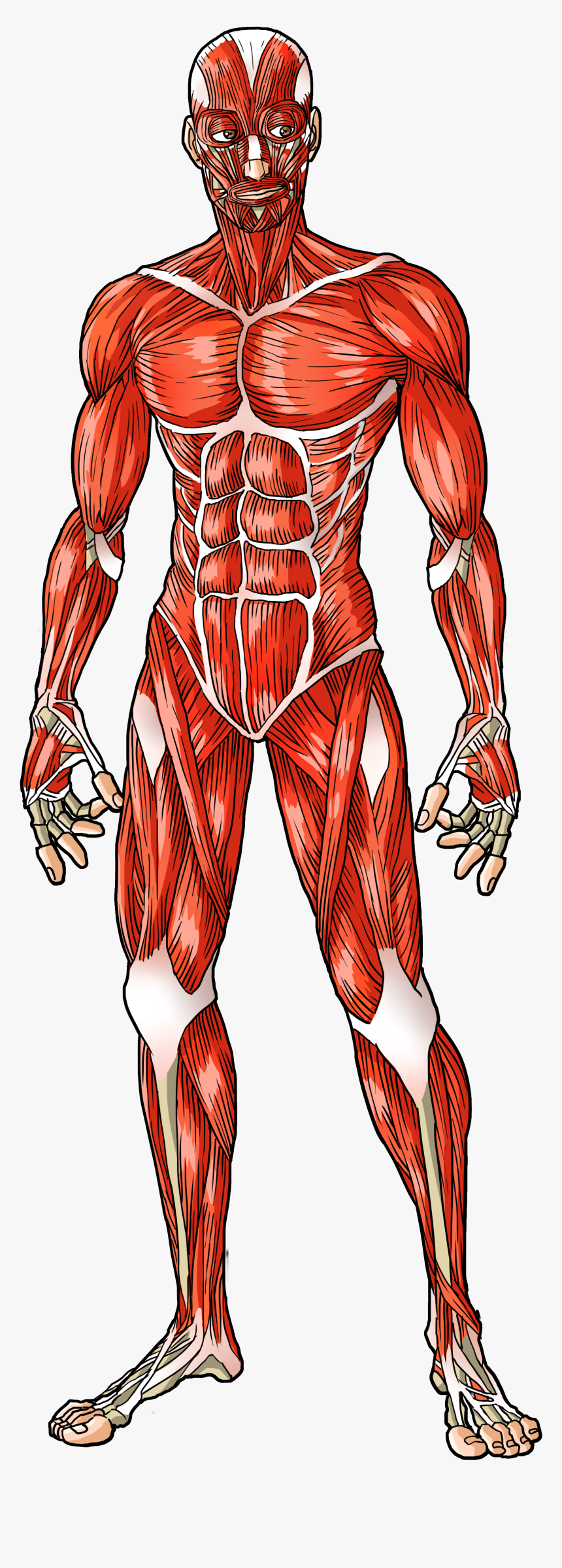 Muscle System Human Body, HD Png Download kindpng