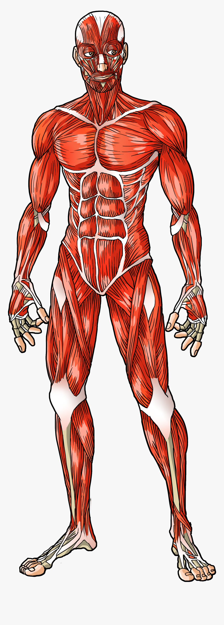  28 Grunner Til Human Muscles Diagram Muscle Diagrams Are A Great 