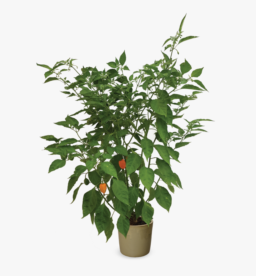 Houseplant, HD Png Download, Free Download