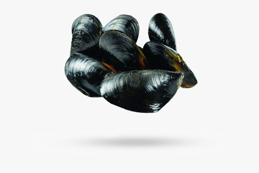 Mediterranean Mussels - Mussels Transparent, HD Png Download, Free Download