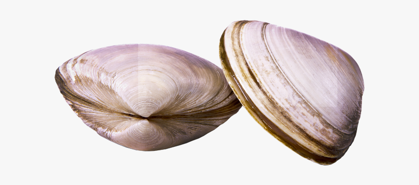 Clams - - Baltic Clam, HD Png Download, Free Download