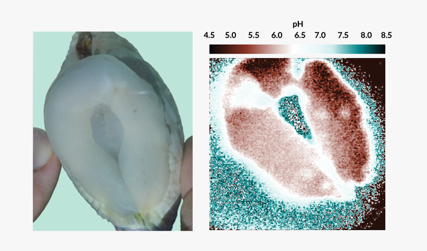 An Image Showing The Ph Of A Giant Clam"s Boring Organ, HD Png Download, Free Download