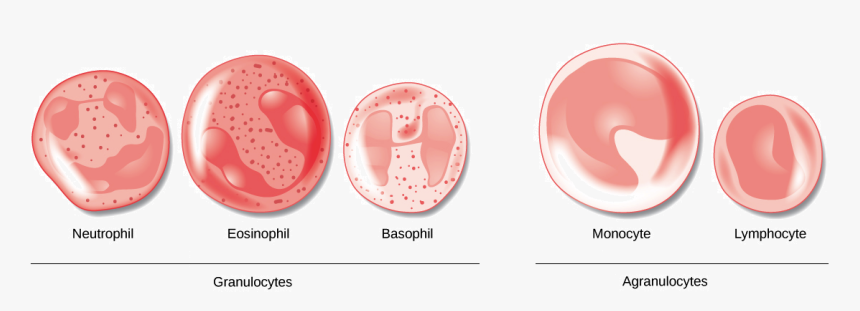 Transparent Blood Cut Png - Difference Between Granulocytes And Agranulocytes, Png Download, Free Download