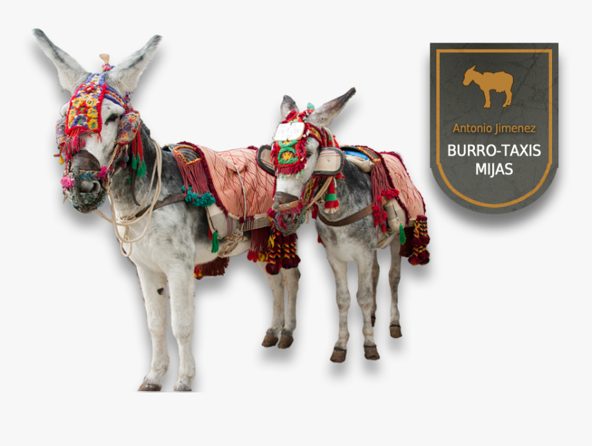 Burro Taxi Png, Transparent Png, Free Download