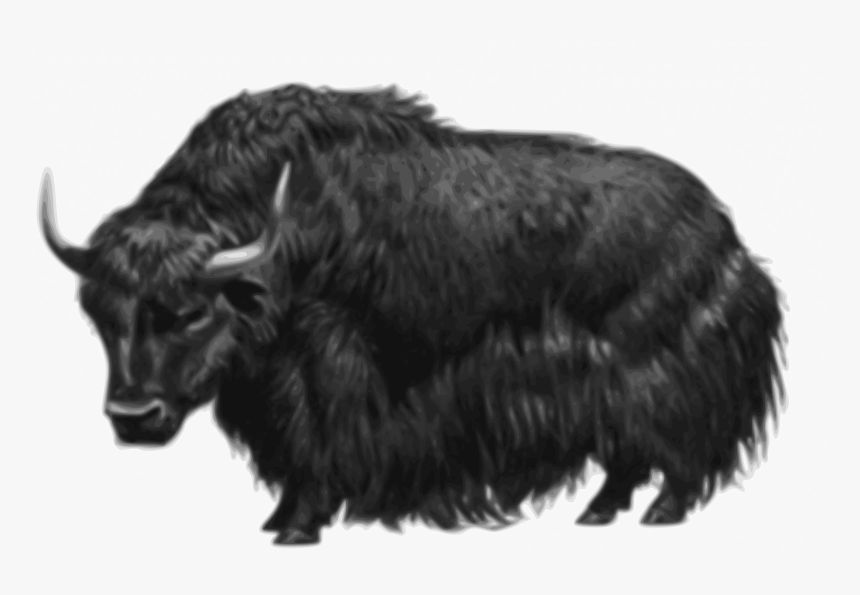 Bull,fur,livestock - Yak Png, Transparent Png, Free Download