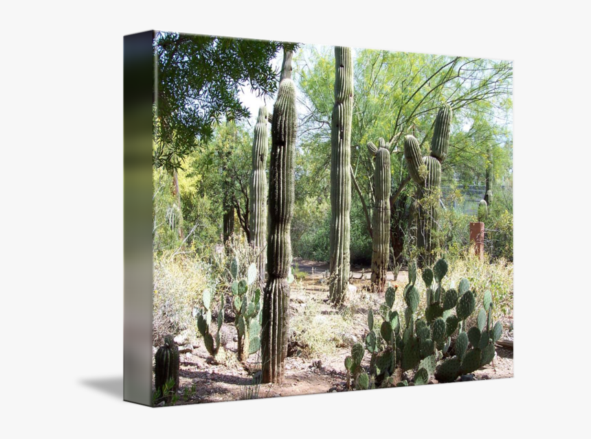 Desert Cactus Png - Acanthocereus Tetragonus, Transparent Png, Free Download