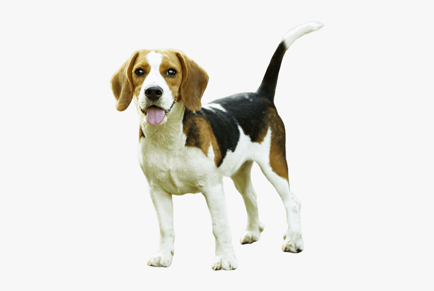 Beagle, HD Png Download, Free Download