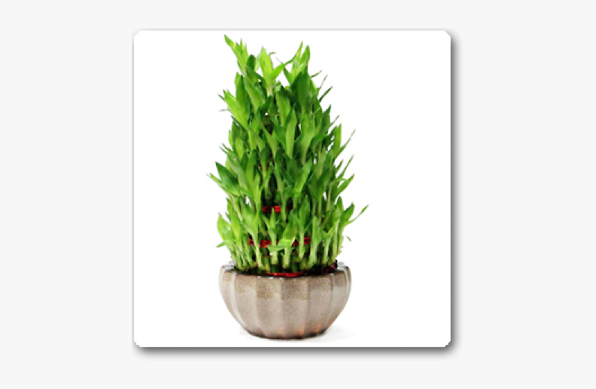 Houseplant, HD Png Download, Free Download