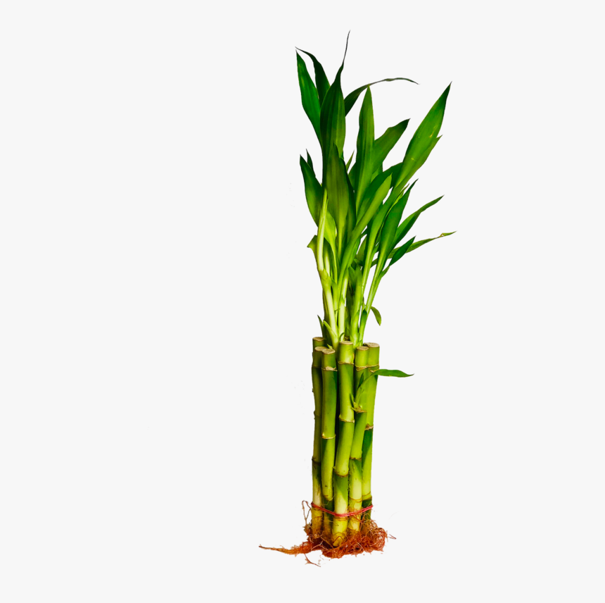 Straight Lucky Bamboo"

 
 Data Rimg="lazy"
 Data Rimg - Grass, HD Png Download, Free Download