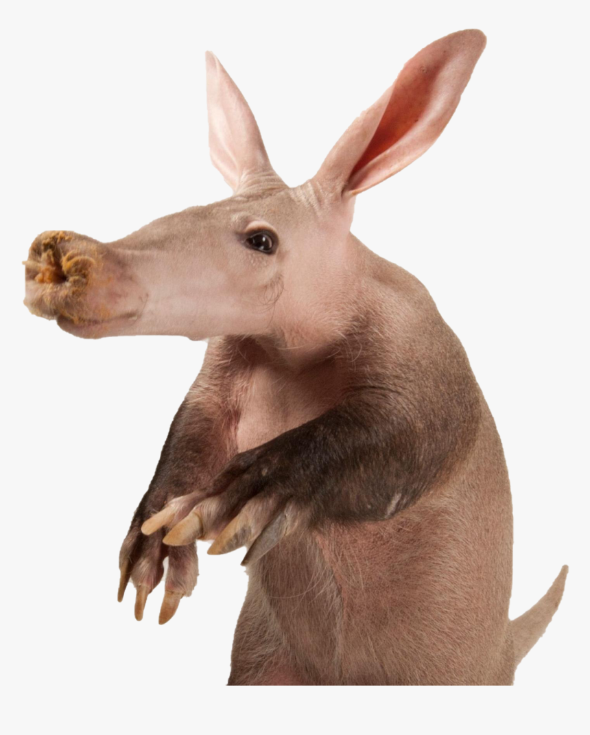 Aardvark Png Free Image - Aardvark Orycteropus, Transparent Png, Free Download