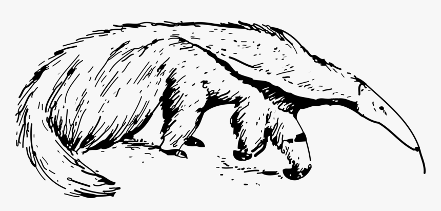 Transparent Aardvark Png - Ant Eater Clip Art, Png Download, Free Download