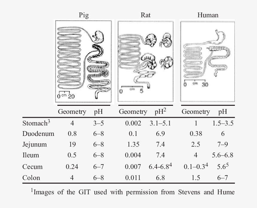 Ph In Gastrointestinal Tract Of Pigs, HD Png Download, Free Download