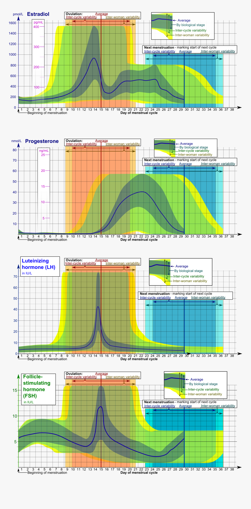 Hormones Estradiol, Progesterone, Lh And Fsh During - Variação Hormonal Durante O Ciclo Menstrual, HD Png Download, Free Download