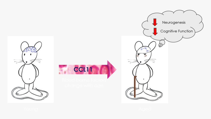 Stem Cell Exhaustion Graphical Abstract - Cartoon, HD Png Download, Free Download