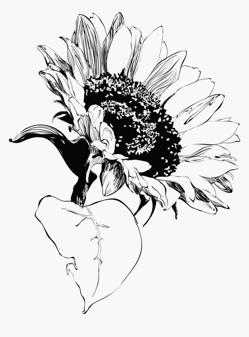 Free Free 114 Sunflower Clipart Black And White Png SVG PNG EPS DXF File