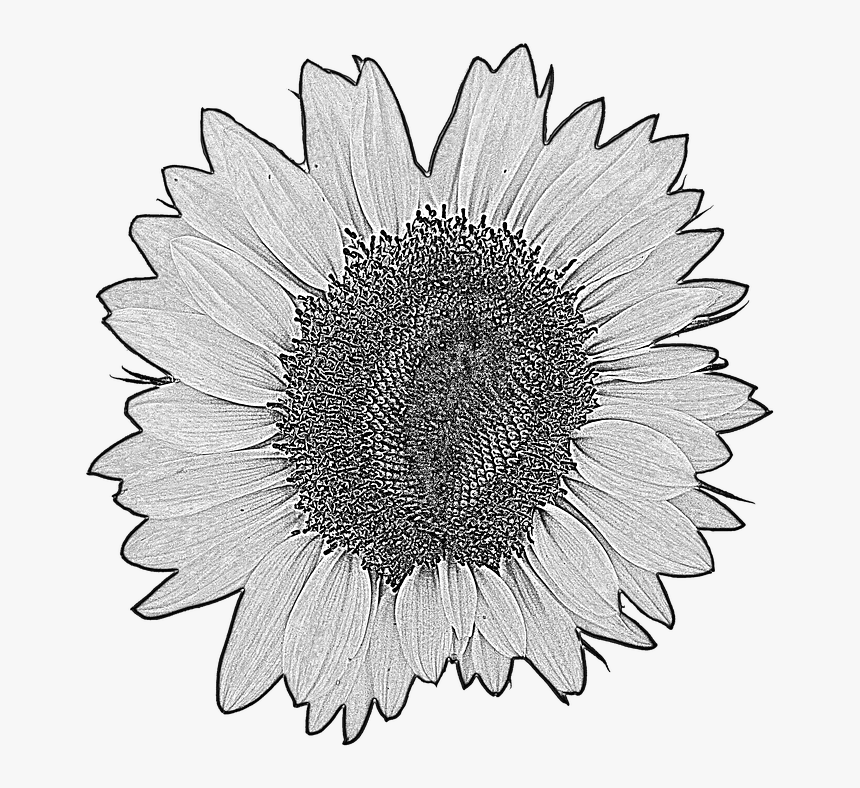 Sunflower, Flower, Blossom, Bloom, Drawing, Plant - การ วาด ดอก ทานตะวัน, HD Png Download, Free Download