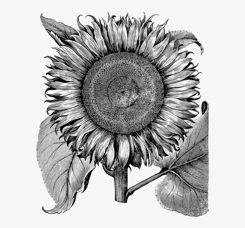 Sunflower, Flower, Line Art, Vintage, Detailed, Botany - Flos Solis Maior Prints, HD Png Download, Free Download