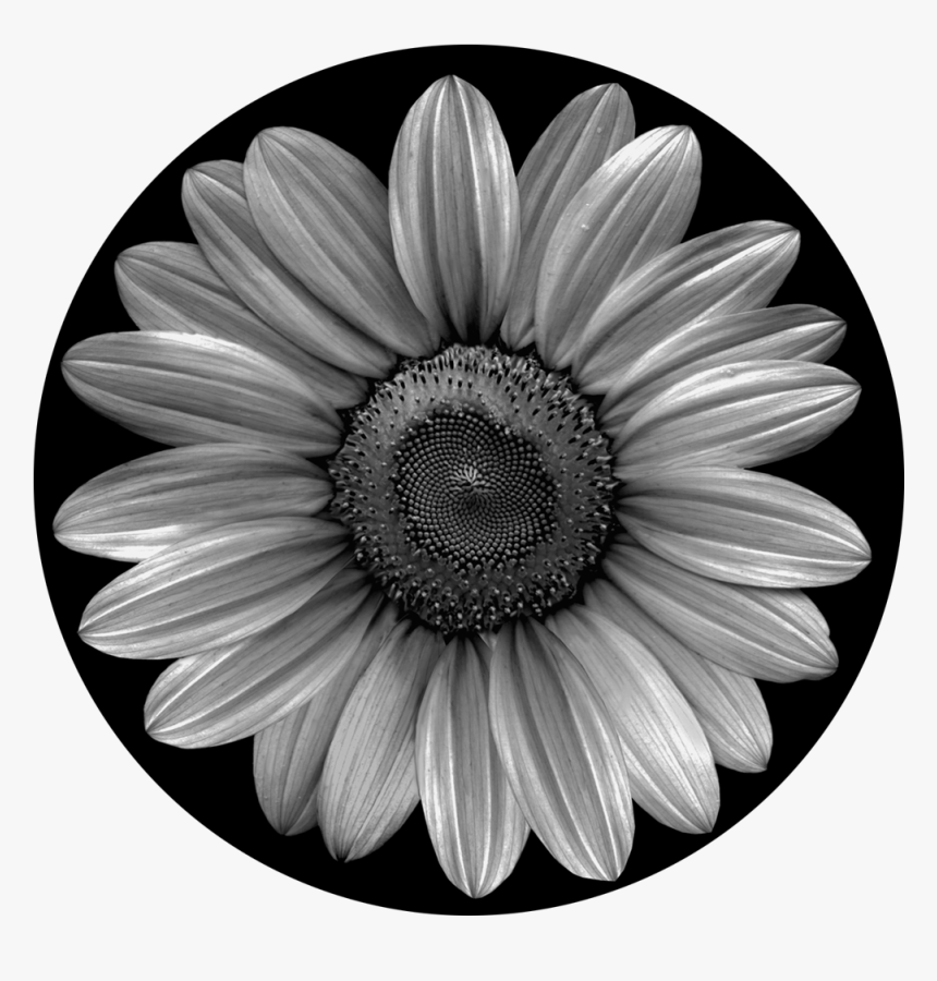 Sunflower Black And White, HD Png Download, Free Download