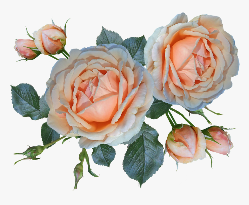 Roses, Flowers, Buds, Garden, Nature - Flower, HD Png Download, Free Download