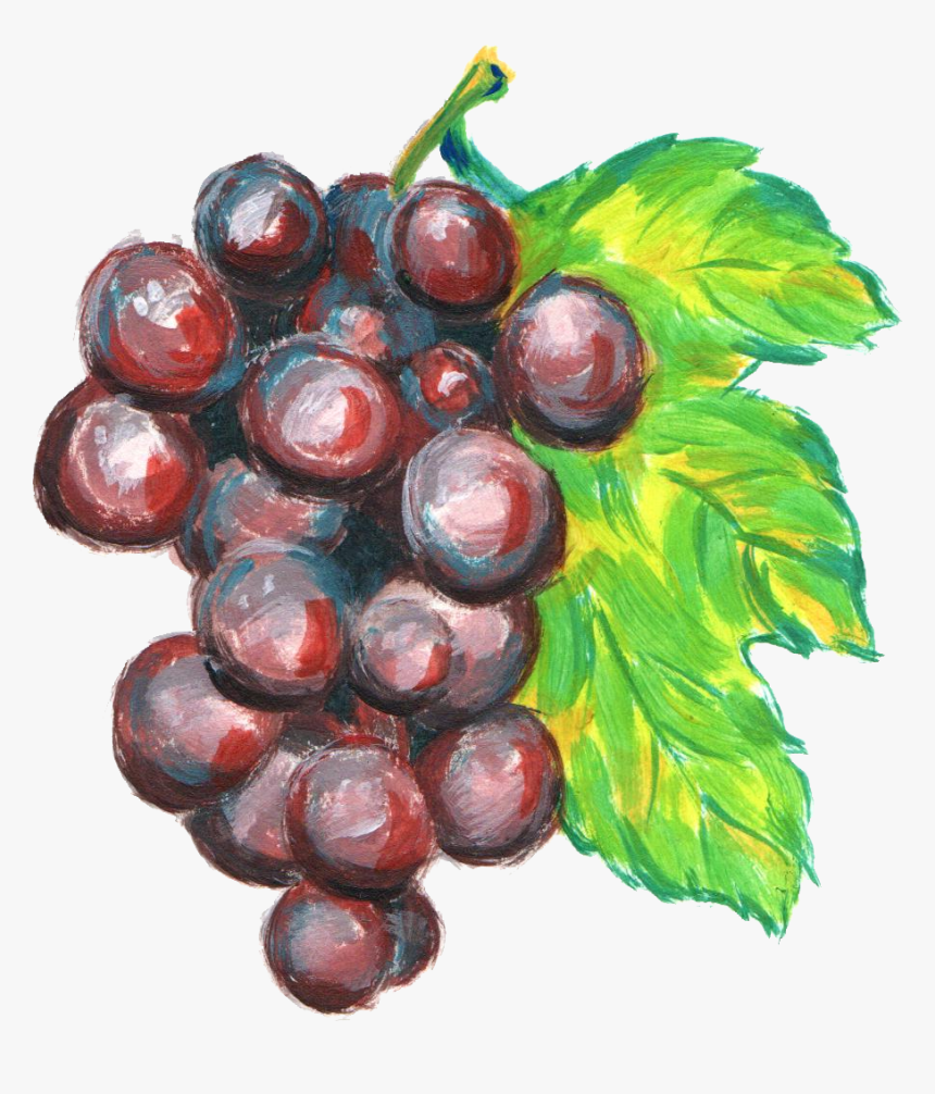 Grapes Drawing Watercolor - Grapes Drawing With Watercolor, HD Png Download, Free Download