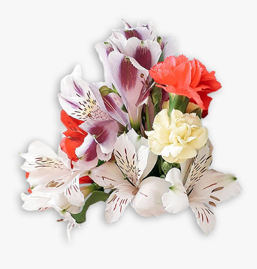 Peruvian Lily, HD Png Download, Free Download