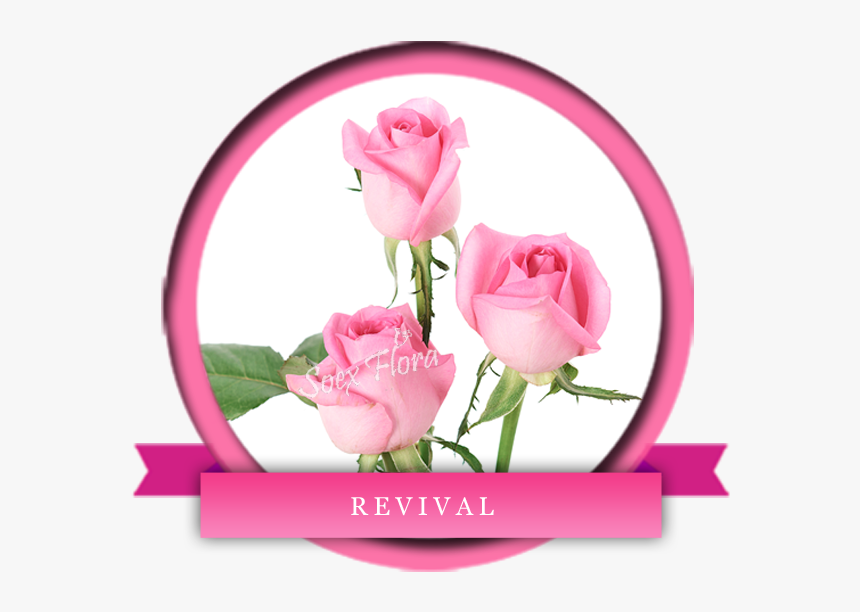 Taj Mahal /top Secret Rose Grower And Exporter In Malaysia, - Garden Roses, HD Png Download, Free Download