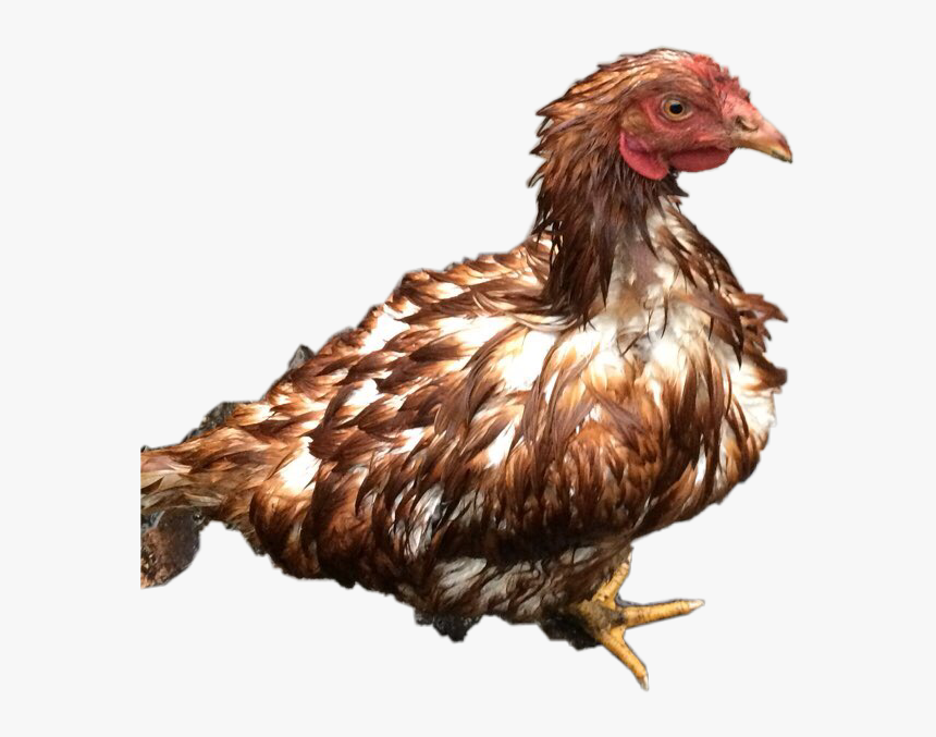 Hen Fun Lol Wet Wetchicken Chicken Rain Water Freetoedi - Chicken In The Rain, HD Png Download, Free Download