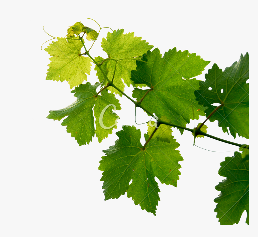 Grape Leaves Png - Grape Leaves Transparent Png, Png Download, Free Download