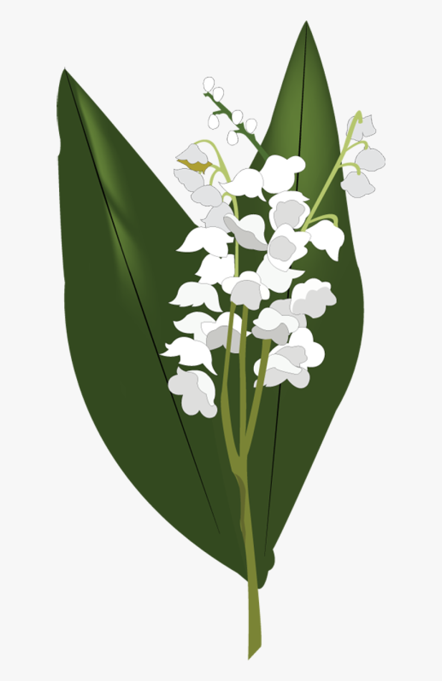 Lily Of The Valley Png Hd - Lilies Of The Valley Png, Transparent Png, Free Download