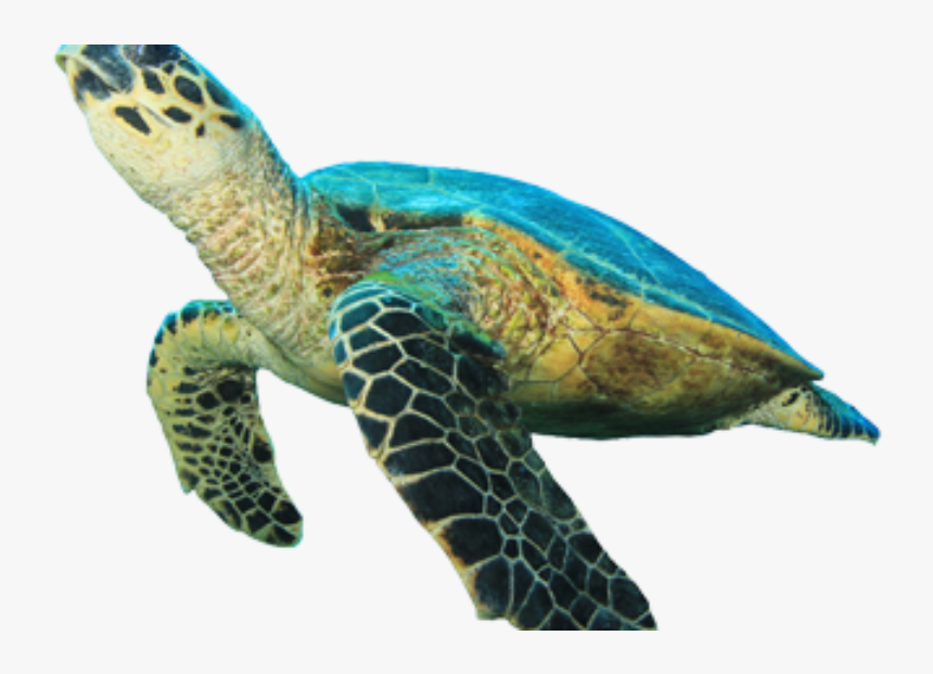 Clip Art Sea Turtle Images - Green Sea Turtle White Background, HD Png Download, Free Download