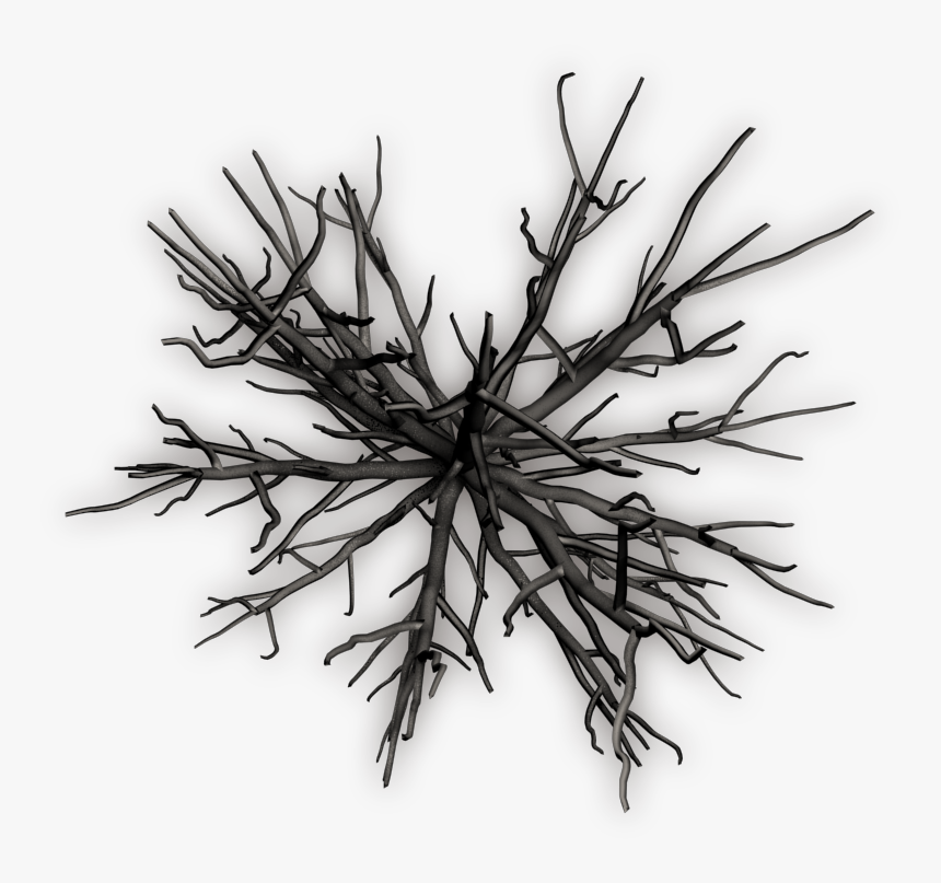 dead tree top view tree top view png black and white transparent png kindpng dead tree top view tree top view png