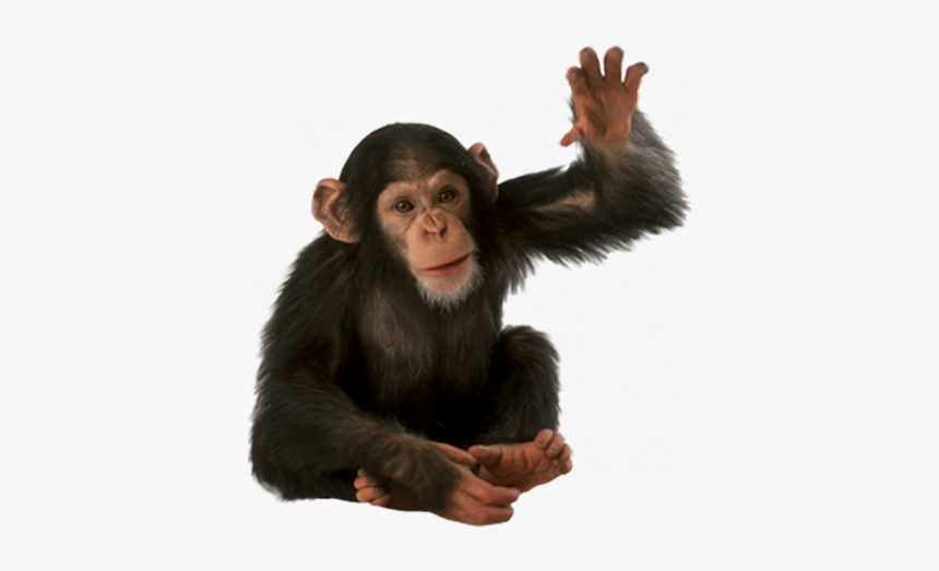 Monkey Png, Transparent Png, Free Download