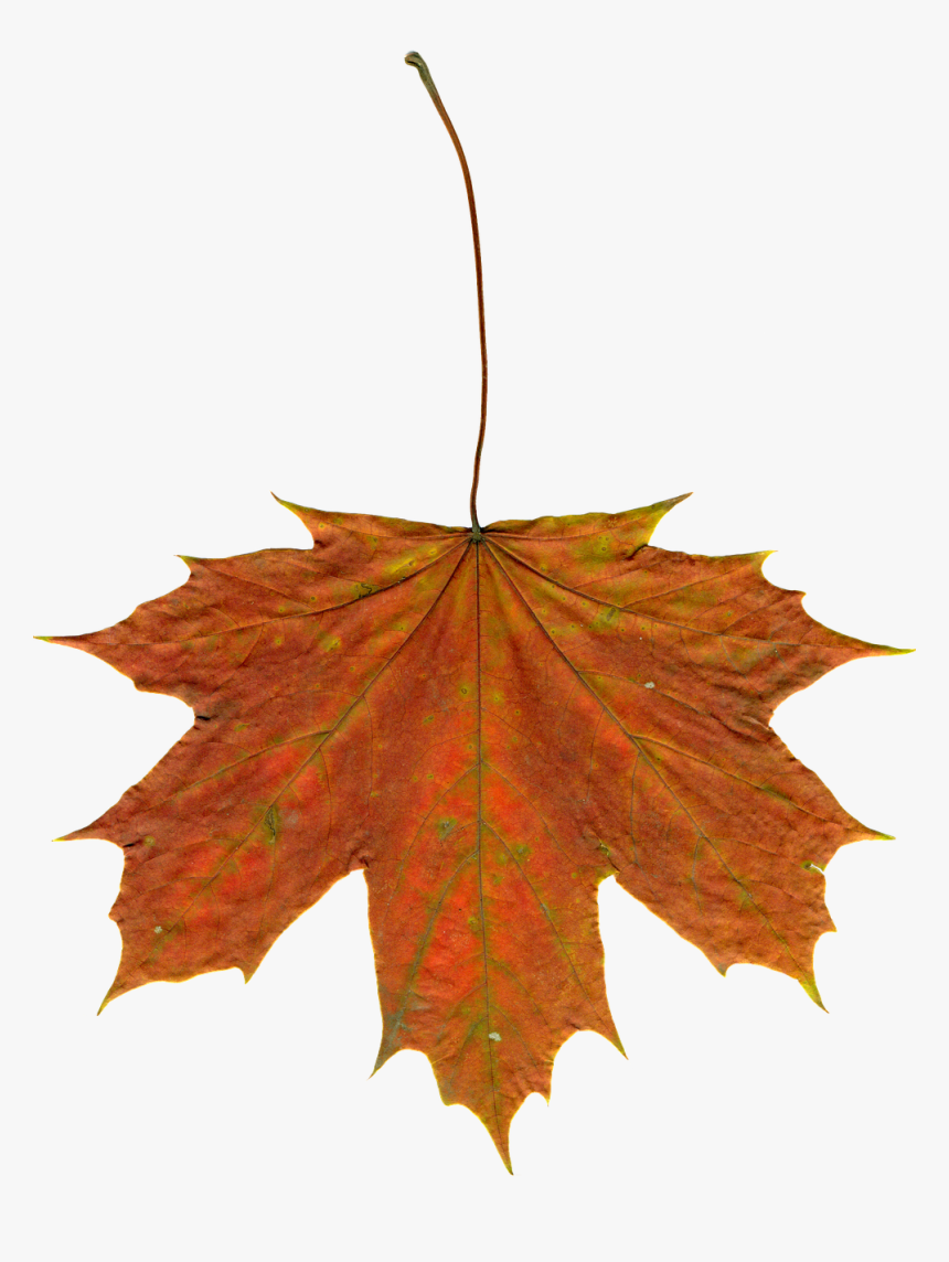 Leaves Autumn Leaves Clipart Png Image, Transparent Png, Free Download