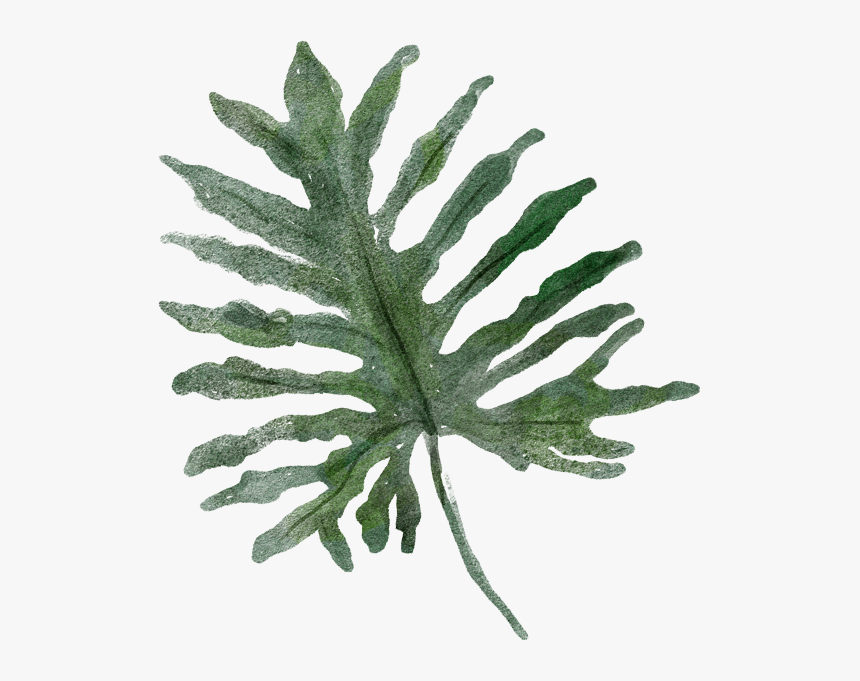 Gambel Oak - Daun Kuping Gajah Png, Transparent Png, Free Download