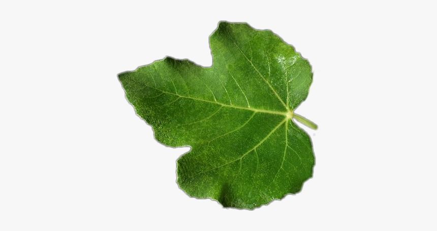 #daun Tin - Maple Leaf, HD Png Download, Free Download