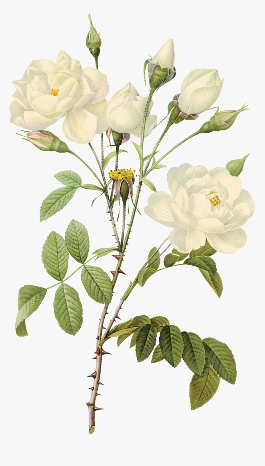 Water Color White Roses - White Rose Illustration Png, Transparent Png, Free Download