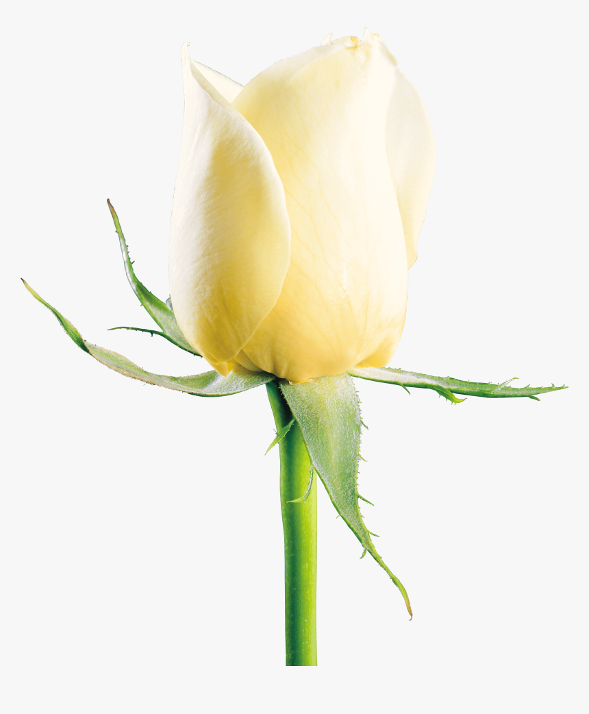 White Rose Png Image Free Download - White Rose Image Download, Transparent Png, Free Download