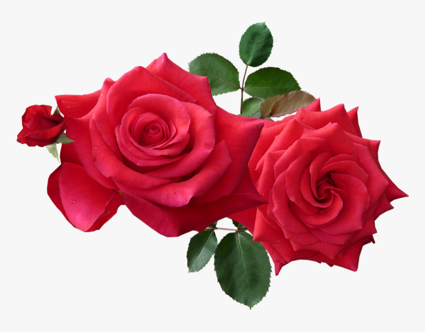 China-rose - Rose Png, Transparent Png, Free Download