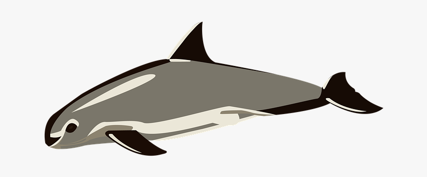 Vaquitamarina, Sea, Animals, Ocean, Sand, Swim, Nature - Cartilaginous Fish, HD Png Download, Free Download