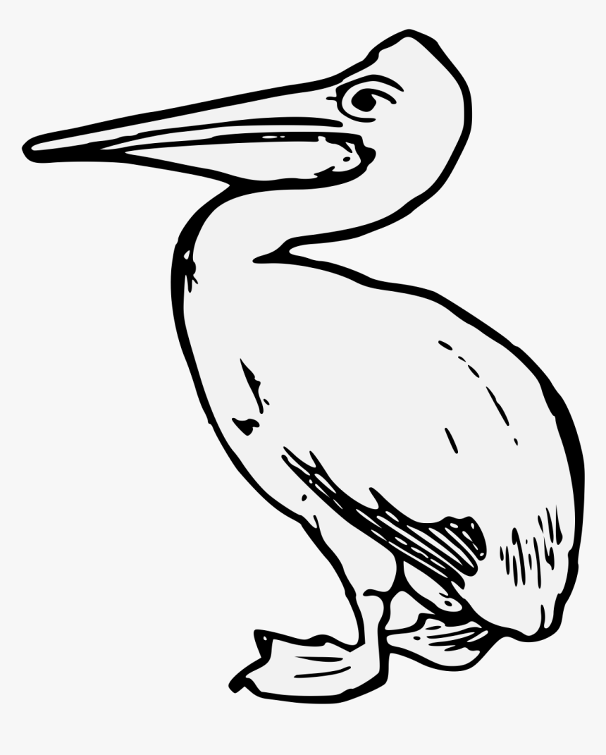 Pelican Drawing Sea Bird - Estuaries Animal Clipart, HD Png Download, Free Download