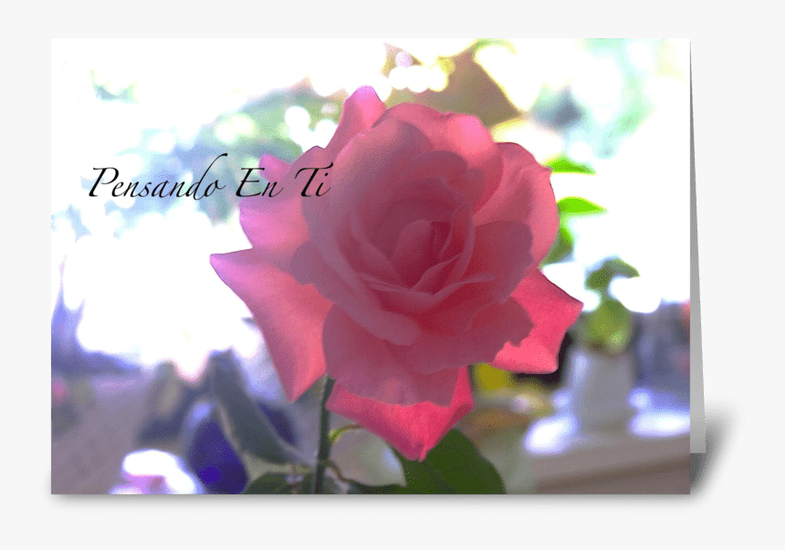 Pensando En Ti/thinking Of You Greeting Card - Garden Roses, HD Png Download, Free Download