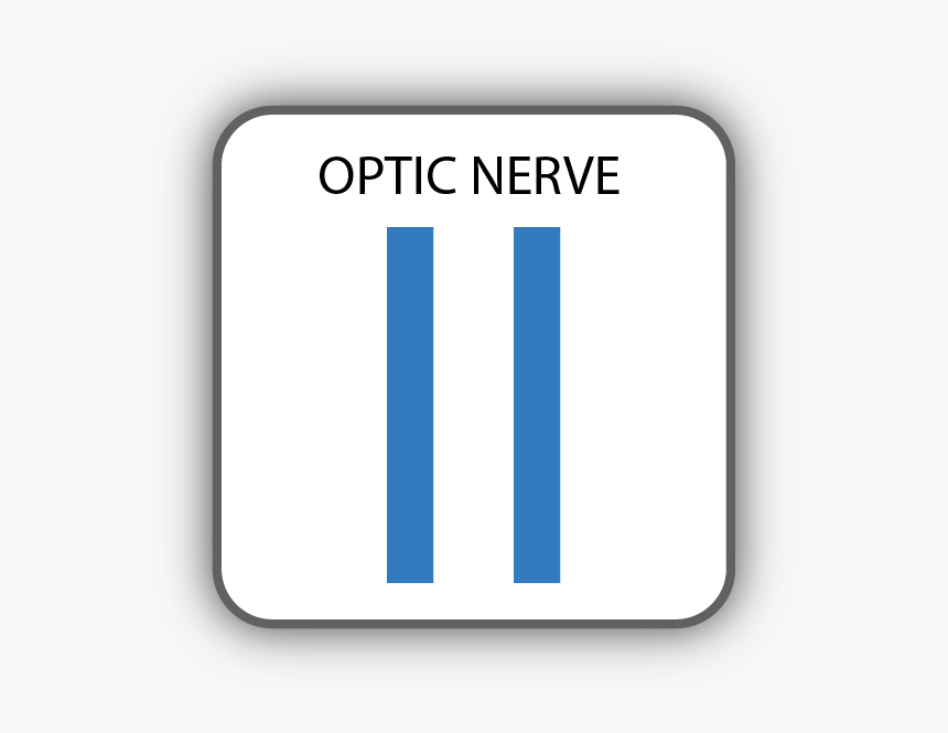 Cranial Nerve Ii, HD Png Download, Free Download