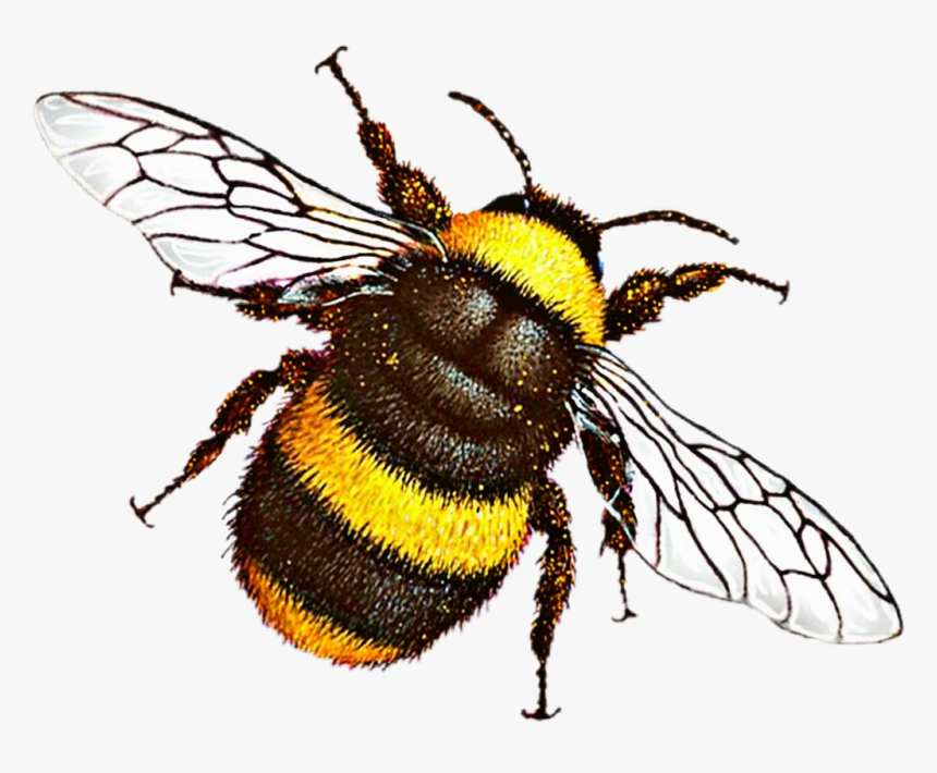 #abeja, HD Png Download, Free Download