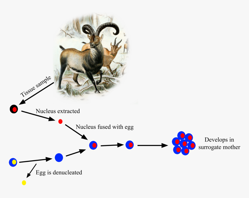 Pyrenean Ibex De Extinction, HD Png Download, Free Download