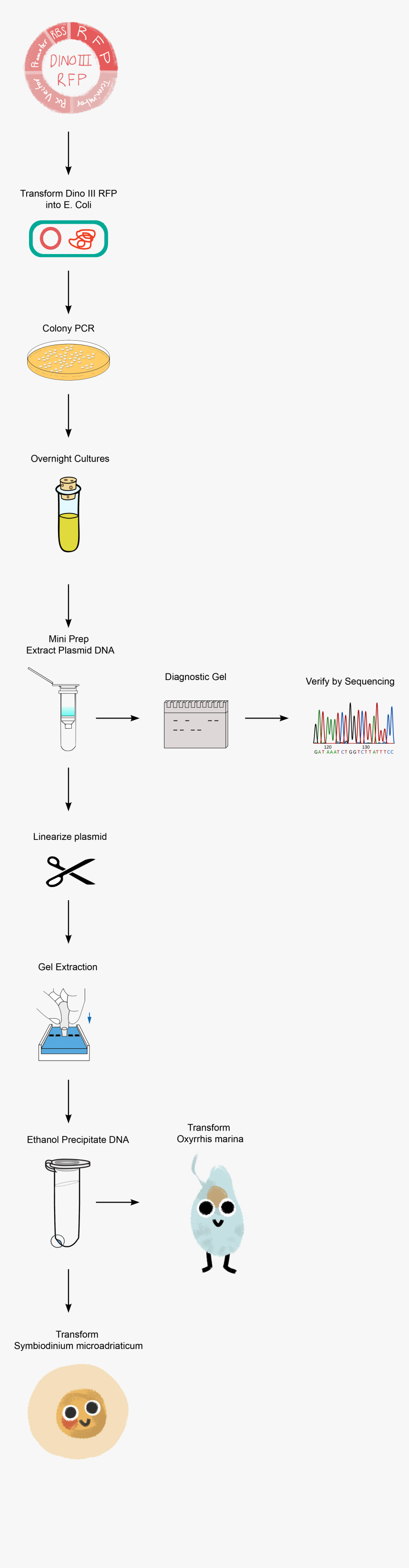 Diagram, HD Png Download, Free Download