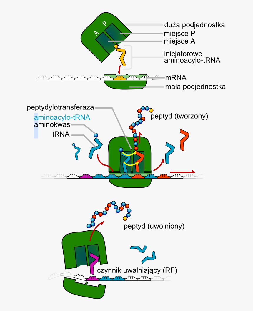 Anticodon Définition, HD Png Download, Free Download