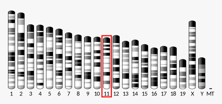 Chromosome 9 Mus Musculus, HD Png Download, Free Download