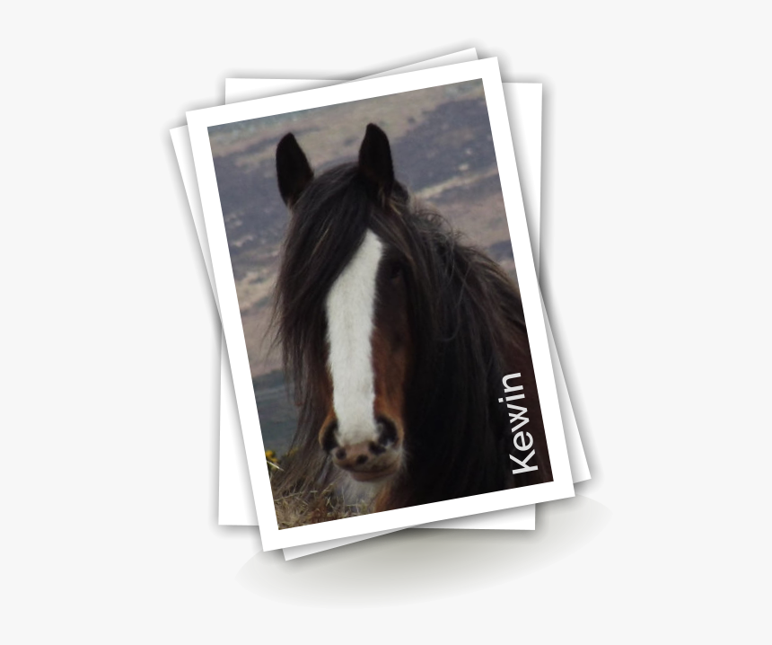 Transparent Horse Tail Png - Stallion, Png Download, Free Download