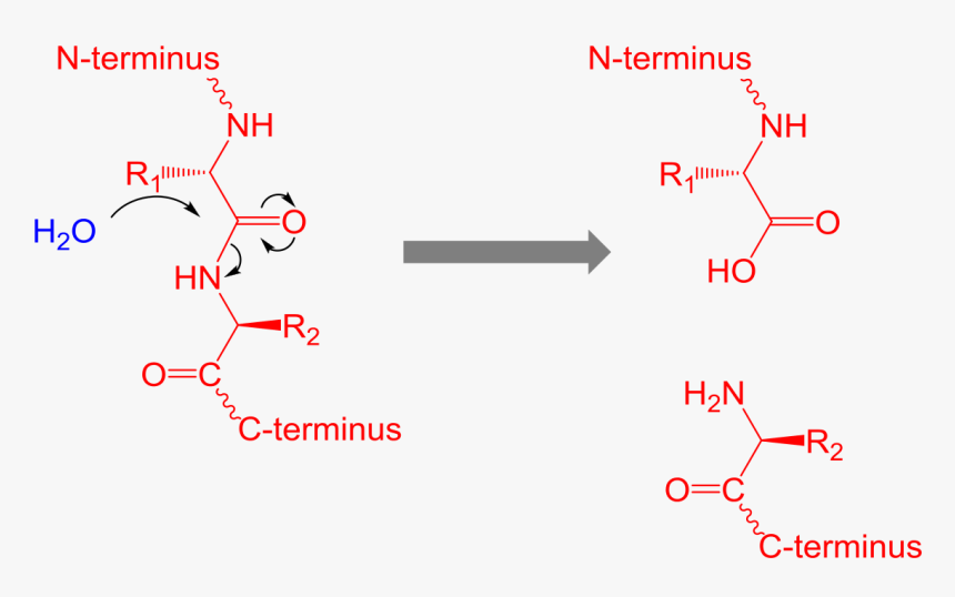 Proteolysis Mechanism, HD Png Download, Free Download