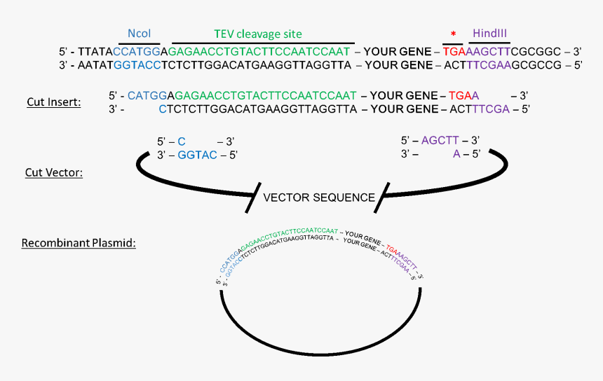 Tev Tag Sequence, HD Png Download, Free Download